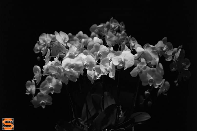Flowers Still Life in Black and White - Raw
